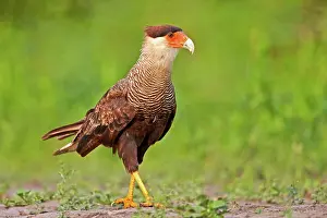 Caracara: 80190251 Crested Caracara - adult Pantanal area