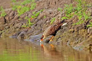 Caracara: 80190252 Crested Caracara - adult drinking water