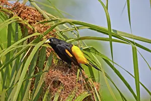 Rumped: 80190253 Yellow-rumped Cacique - at nest Pantanal