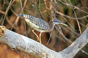 Sunbittern: 80190254 Sunbittern Pantanal area, Mato Grosso