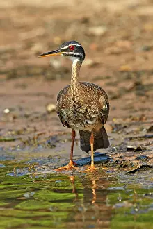 Sunbittern: 80190255 Sunbittern Pantanal area, Mato Grosso