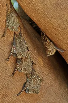 Nosed: 80190257 Long-nosed Bat - group resting during the