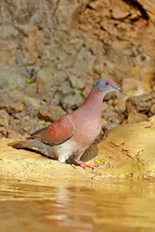 Dove: 80190258 White-tipped Dove Pantanal area, Mato Grosso