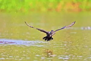 Cormorant: 80190259 Neotropic Cormorant / Olivaceous Cormorant