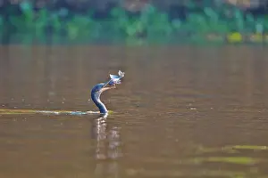 Cormorant: 80190260 Neotropic Cormorant / Olivaceous Cormorant