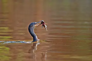 Cormorant: 80190261 Neotropic Cormorant / Olivaceous Cormorant