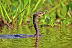 Cormorant: 80190262 Neotropic Cormorant / Olivaceous Cormorant