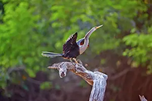 Neotropic: 80190264 Neotropic Cormorant / Olivaceous Cormorant