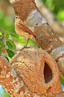 Clay: 80190266 Rufous Hornero - at clay nest Pantanal