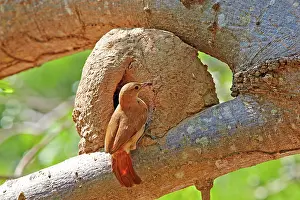 Clay: 80190267 Rufous Hornero - at clay nest Pantanal