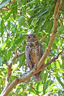 Horned: 80190268 Great Horned Owl Pantanal area, Mato Grosso
