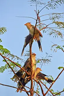 Cuckoo: 80190269 Guira Cuckoo - adult group perched on tree