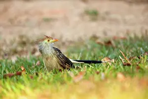 Cuckoo: 80190270 Guira Cuckoo - adult Pantanal area, Mato