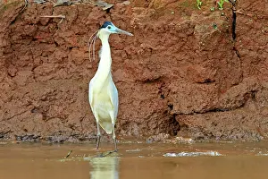 Striated: 80190271 Striated Heron Pantanal area, Mato Grosso