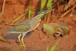 Striated: 80190272 Striated Heron Pantanal area, Mato Grosso