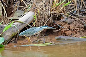 Striated: 80190273 Striated Heron Pantanal area, Mato Grosso