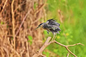 Striated: 80190274 Striated Heron Pantanal area, Mato Grosso