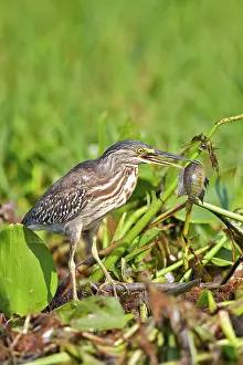 Striated: 80190275 Striated Heron Pantanal area, Mato Grosso