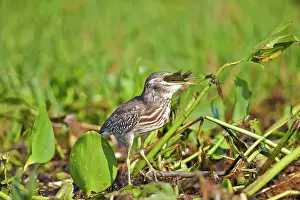 Striated: 80190276 Striated Heron Pantanal area, Mato Grosso