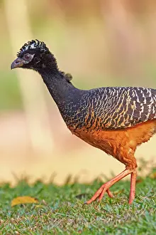 Bare: 80190277 Bare-faced curassow - adult female Pantanal