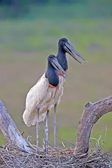 Jabiru: 80190279 Jabiru - at nest Pantanal area, Mato Grosso