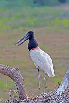 Jabiru: 80190280 Jabiru - at nest Pantanal area, Mato Grosso