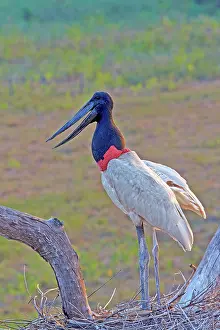 Jabiru: 80190281 Jabiru - at nest Pantanal area, Mato Grosso