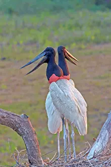 Jabiru: 80190282 Jabiru - at nest Pantanal area, Mato Grosso