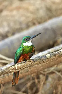 Rufous: 80190283 Rufous-tailed Jacamar Pantanal area, Mato