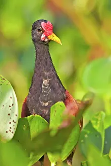 Wattled: 80190284 Wattled Jacana Pantanal area, Mato Grosso