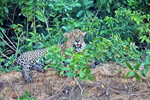 Jaguar: 80190285 Jaguar Pantanal area, Mato Grosso, Brazil