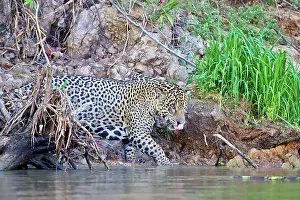 Jaguar: 80190286 Jaguar Pantanal area, Mato Grosso, Brazil
