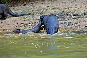 Protecting: 80190292 Giant Otter - mother protecting baby Pantanal