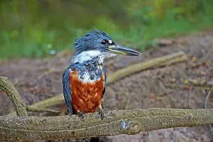 Kingfisher: 80190293 Ringed Kingfisher Pantanal area, Mato Grosso