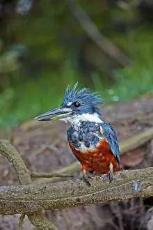 Kingfisher: 80190294 Ringed Kingfisher Pantanal area, Mato Grosso