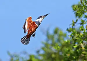 Kingfisher: 80190296 Ringed Kingfisher - in flight Pantanal