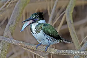 Kingfisher: 80190297 Amazon Kingfisher - with fish prey Pantanal