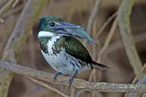 Kingfisher: 80190298 Amazon Kingfisher - with fish prey Pantanal