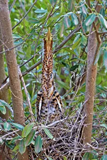 Rufescent: 80190299 Rufescent Tiger Heron - young at nest Pantanal