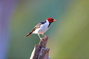 Cardinal: 80190300 Red-capped Cardinal Pantanal area, Mato