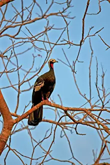 Piping: 80190301 Red-throated Piping-Guan Pantanal area