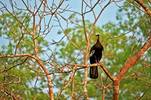 Piping: 80190302 Red-throated Piping-Guan Pantanal area