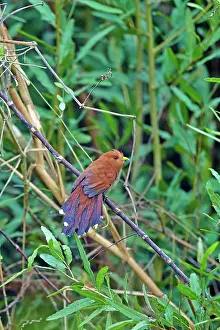 Cuckoo: 80190303 Little Cuckoo Pantanal area, Mato Grosso