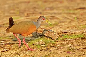 Necked: 80190304 Grey-necked Wood-rail - adult Pantanal