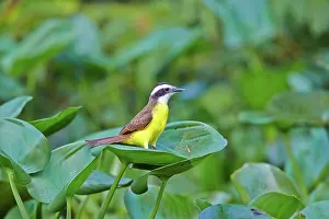 Kiskadee: 80190305 Lesser Kiskadee - adult Pantanal area