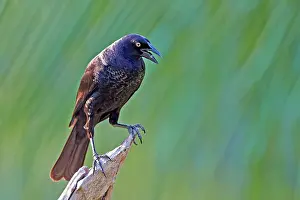 Cowbird: 80190306 Giant Cowbird - adult Pantanal area, Mato