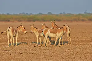 Asses: 80190311 Indian Wild Asses Wild Ass Sanctuary, Little