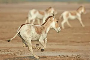 Asses: 80190314 Indian Wild Asses Wild Ass Sanctuary, Little