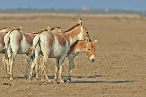 Asses: 80190315 Indian Wild Asses Wild Ass Sanctuary, Little