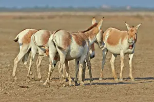Asses: 80190316 Indian Wild Asses Wild Ass Sanctuary, Little
